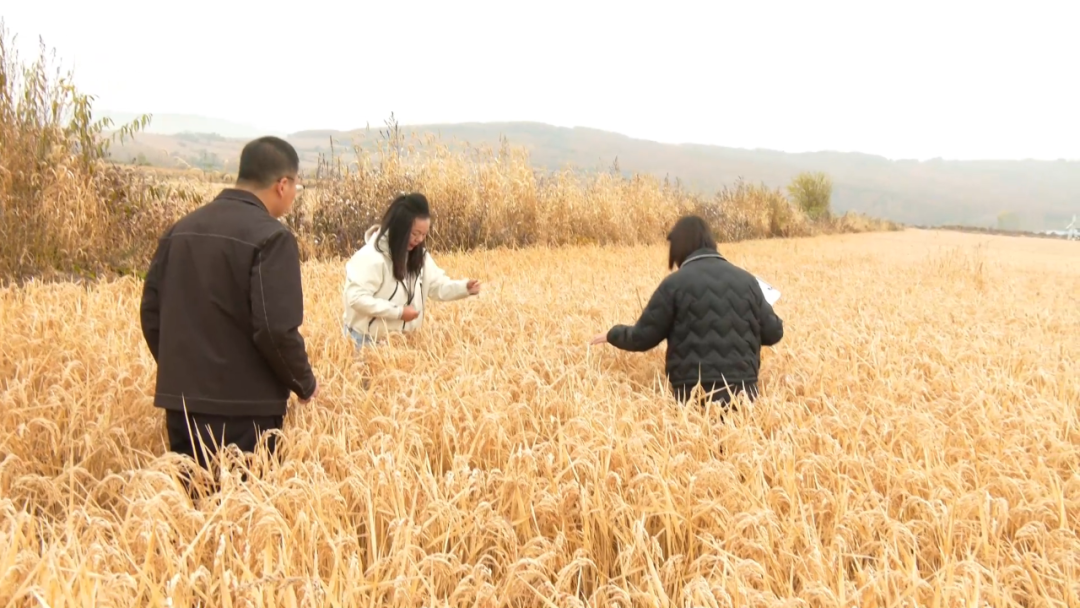 市農(nóng)業(yè)技術(shù)推廣中心技術(shù)人員深入田間開展示范區(qū)水稻測(cè)產(chǎn)工作